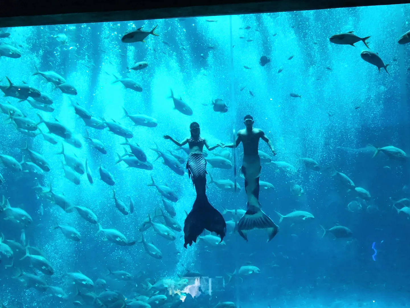  Underwater mermaid performance by experienced divers in VinWonders Phu Quoc-a popular tourist destination in Phu Quoc Island in Vietnam 