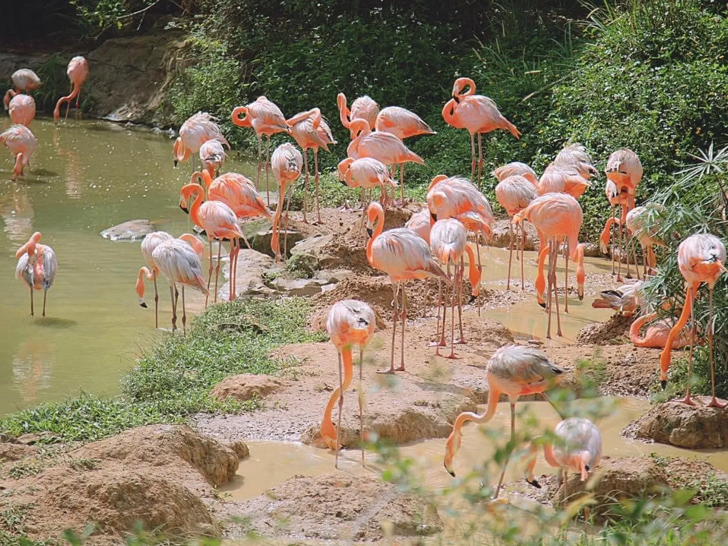  A pack of pink flamingoes roam free at Safari Phu Quoc theme park-a popular tourist destination in Vietnam 
