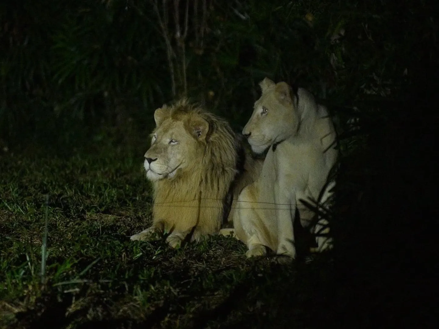  A pair of lions is photographed during the night safari guided tour in Safari Phu Quoc theme park-a popular tourist destination in Vietnam 