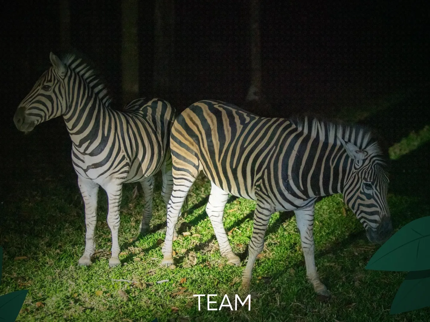  A pair of zebras is photographed during the night safari guided tour in Safari Phu Quoc theme park-a popular tourist destination in Vietnam 