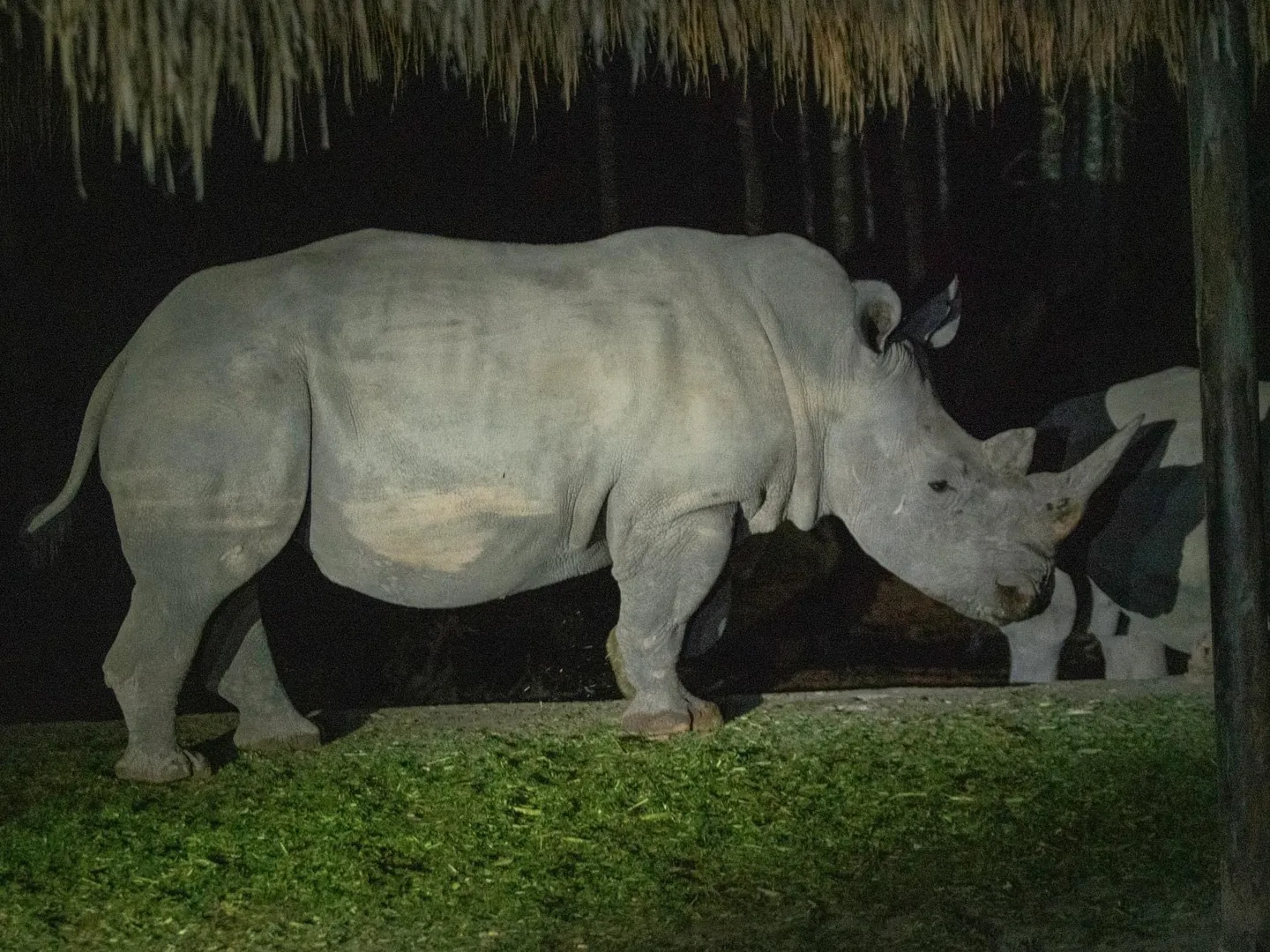  A rhino is photographed during the night safari guided tour in Safari Phu Quoc theme park-a popular tourist destination in Vietnam 