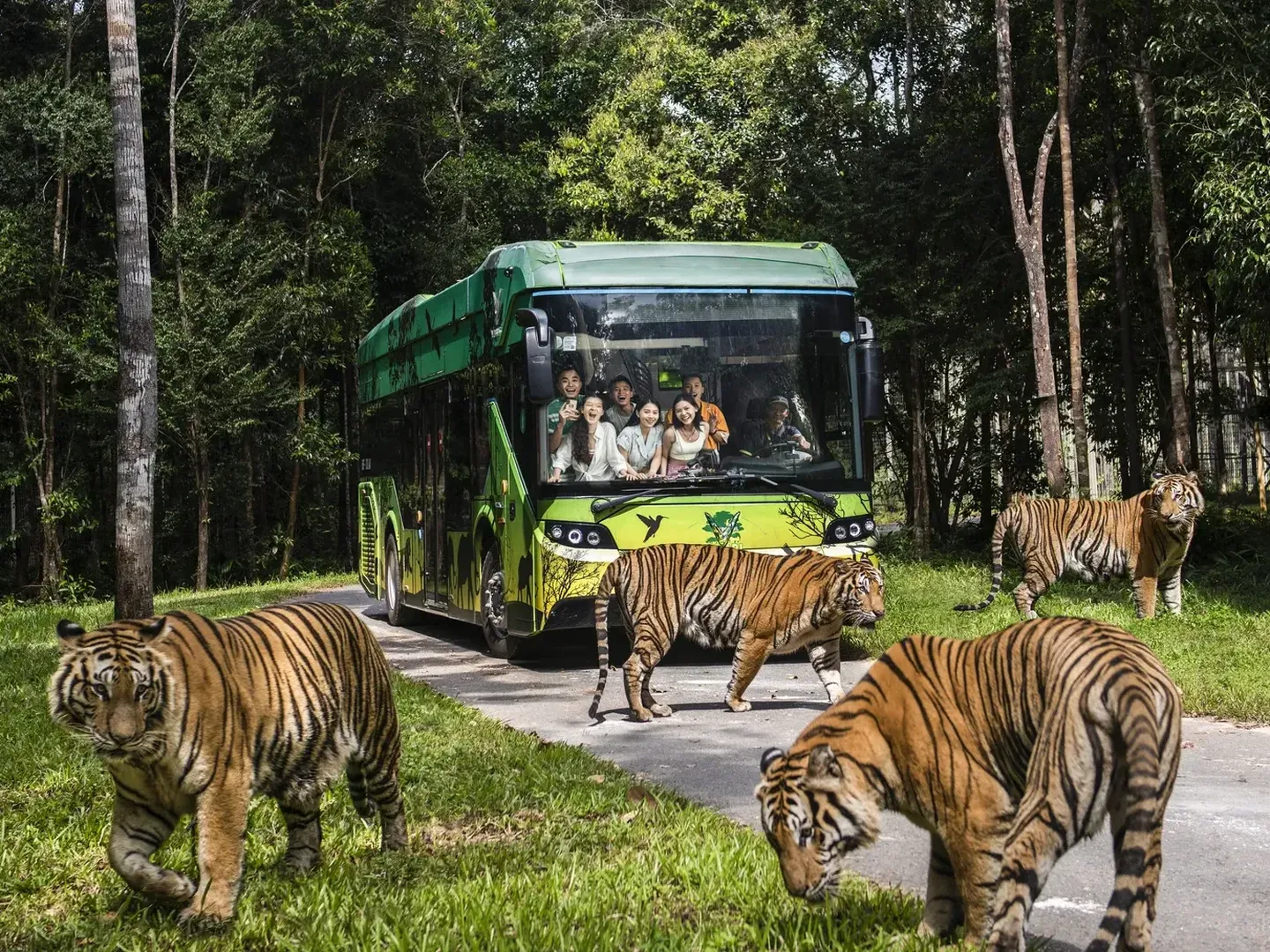  A pack of bengal tigers are meeting a tourist bus with visitors in Safari Phu Quoc theme park-a popular tourist destination in Vietnam 
