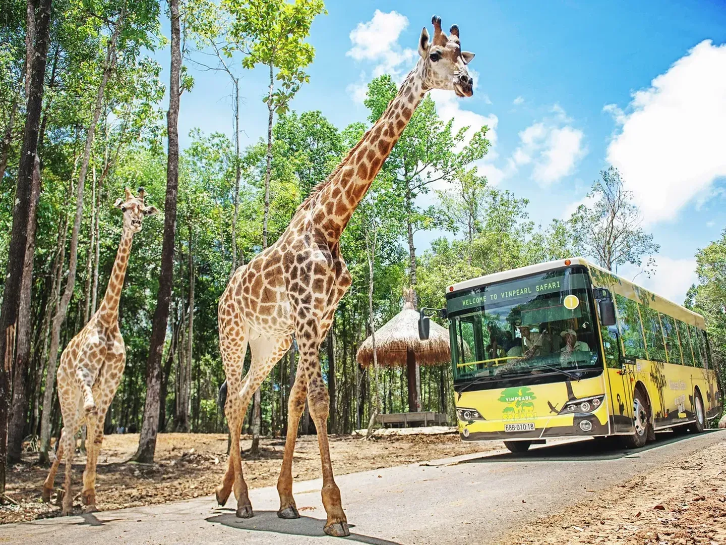  A gracious giraffe meeting visitors safe in the tour bus in Safari Phu Quoc theme park-a popular tourist destination in Vietnam 